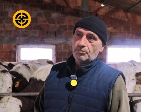 100 Lopë, Mijëra € Fitime: Te Super Ferma Në Barilevë!