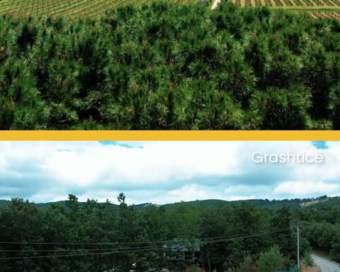 5 Mijë Euro Ari: Grashtica E Prishtinës, Një Mini Toskana E Italisë