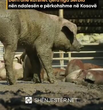 Derri Dhe Kafshët Tjera Nga Serbia Nën Ndalesën E Përkohshme Në Kosovë