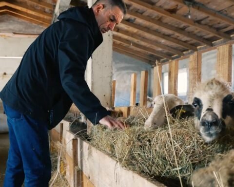 Fermeri Shiti Lopët Dhe Bleu Dele: Janë Më Të Bereqetshme