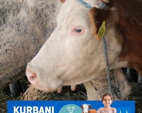 Projekti I Islamic Relief Kosova, 7000 Persona Pritet Të Përfitojnë Mish Kurbani Për Bajram